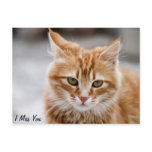 Cute gold and white cat on a Miss You Postcard