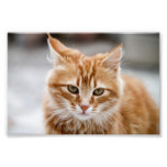 Cute gold and white cat Photo