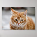 Cute gold and white Cat Poster