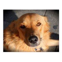 Cute Golden Retriever Dog postcards