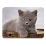 cute grey kitten card post card