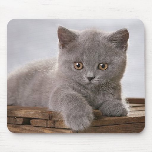 cute grey kitten mousepad