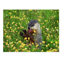 Cute Groundhog with Flower Postcards