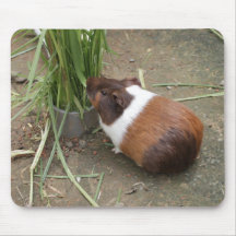 Cute Cavies