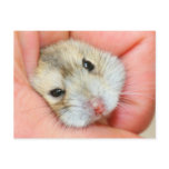 Cute Hamster Face 1