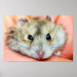 Cute Hamster Face 2 Poster