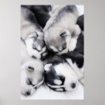 cute husky puppies posters