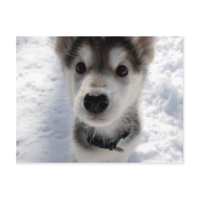 Cute husky puppy colour photograph postcard by Jamene