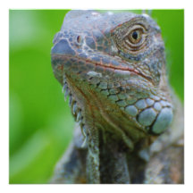Cute Iguana Invite