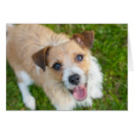 Cute Jack Russell terrier card