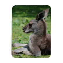 Cute Kangaroo  Premium Magnet