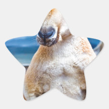 Cute Kangaroo Stickers