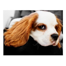 Cute King Charles Spaniel Postcards