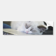 Cute Kitten Asleep on a Laptop Bumper Sticker