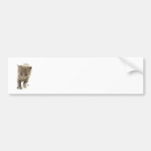 cute kitten bumper stickers