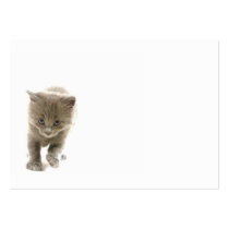 cute kitten
