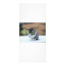 Cute Kitten Custom Rack Cards