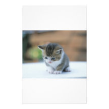 Cute Kitten Custom Stationery