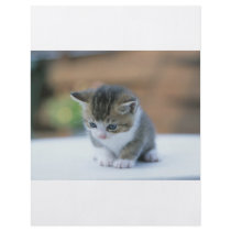 Cute Kitten Flyers