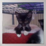 Cute Kitten In Fuzzy Bed posters