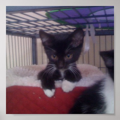 Cute Kitten In Fuzzy Bed Print by cowdencraig
