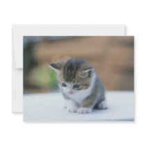 Cute Kitten Custom Announcements