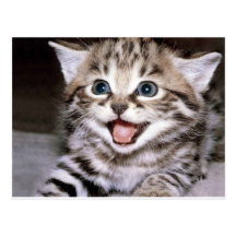 Cute Kitten Postcard