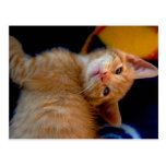 Cute Kitten Postcard
