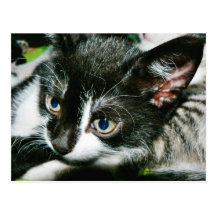 Cute Kitten Postcard