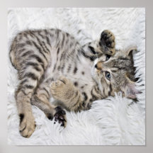 Cute Kitten Print