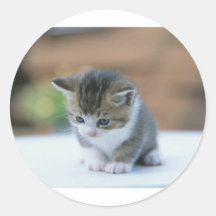 Cute Kitten Stickers