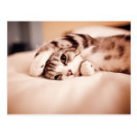 Cute Kitten with Paw over Face Postcard