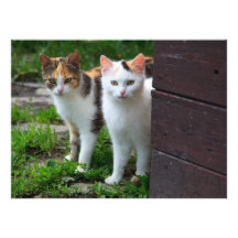 Cute Kitty Cat Couple Personalized Invitation