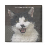 Cute Kitty Cat Funny Magnets