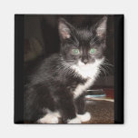 Cute Kitty Fridge Magnets