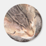 Cute Kitty Fridge Magnets