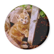 cute kitty refrigerator magnets