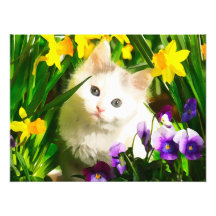 Cute Kitty Photo