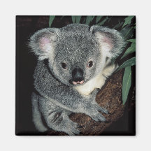 Cute Koala Bear Magnet
