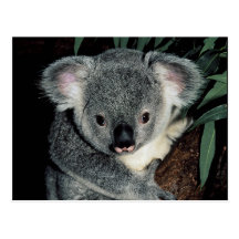 Cute Koala Bear Post Cards