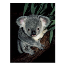 Cute Koala Bear Postcards