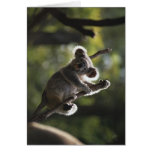 Cute Koala Climbing Greeting Card