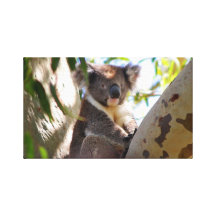 Cute Koala Gallery Wrap Canvas