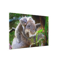 Cute Koalas