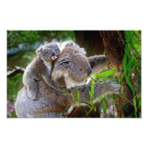 Cute Koalas