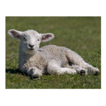 Cute Lamb Postcard
