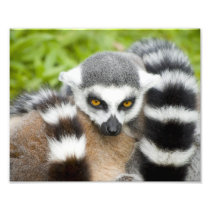Cute Lemur Stripey Tail