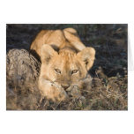 Cute Lion Cards