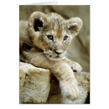 Cute Lion Cub Card