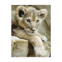 Cute Lion Cub Postcards